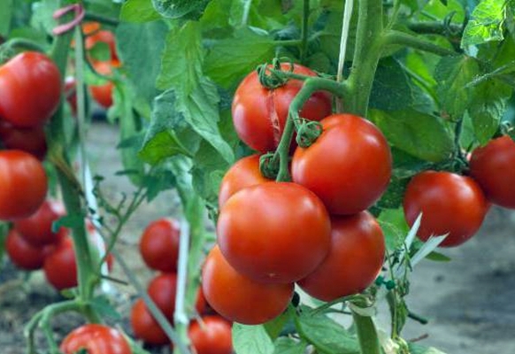 tomato bushes Maryina grove