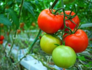 Demidov-tomaattilajikkeen ominaisuudet ja kuvaus, sen sato