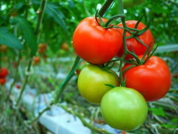 Tomatenbüsche demidov