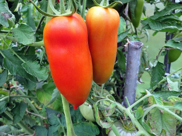 Tomatenbananenrot