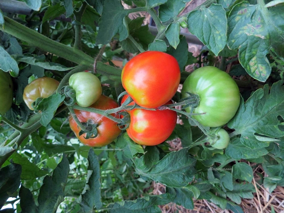 Tomatenbüsche Muskovit