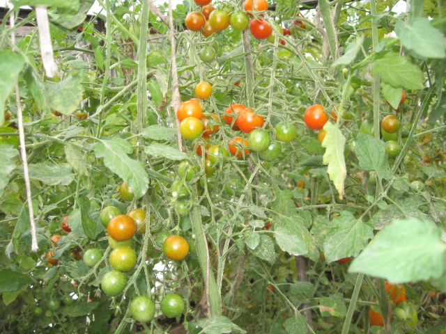 krzewy pomidorów czerwona wiązka