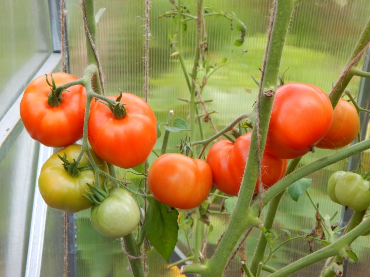 Hurricane F1 tomato in a greenhouse