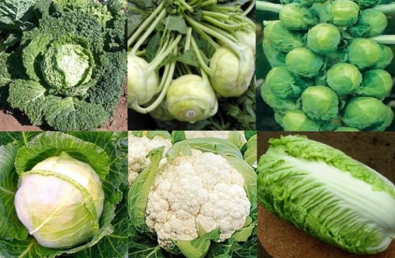 varieties of cabbage