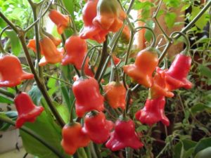 Paprikų charakteristikos ir aprašymas, kaip jas auginti