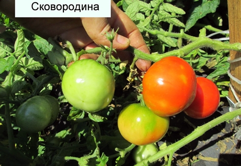 bụi cây cà chua Skovorodin