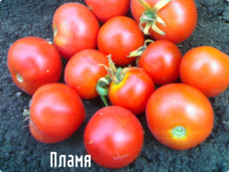 Aussehen der Tomatenflamme