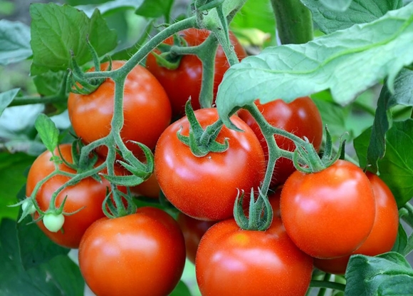 tomato bushes good f1