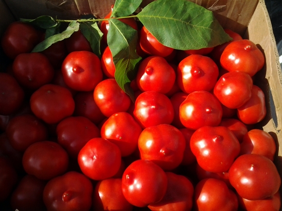Tomaten-Primadonna in einer Schachtel