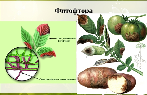 beschrijving van Phytophthora