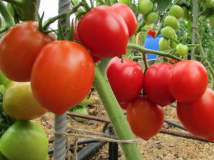 Stolypin tomātu šķirnes raksturojums un apraksts, tās raža