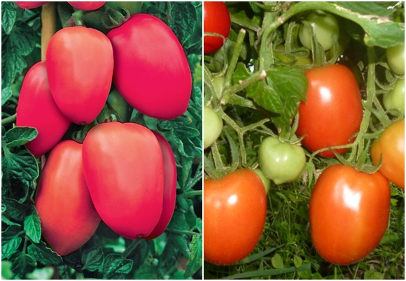 udseende af tomat stolypin