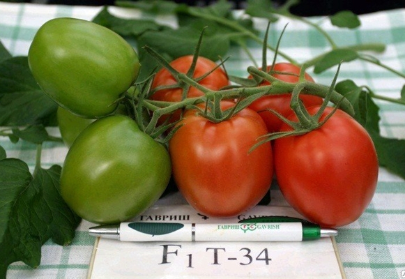 udseende af tomat t 34