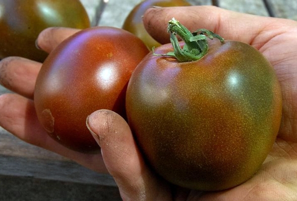 vzhľad paradajky čiernej ženy
