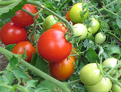 irishka tomato in the garden