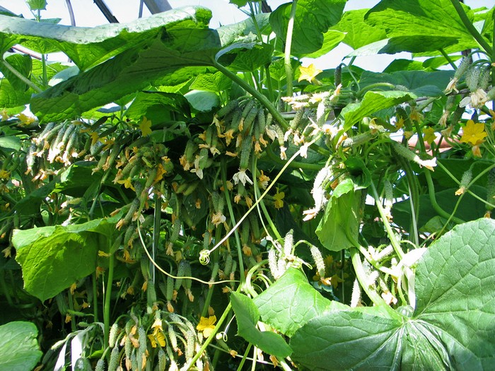 hybride variëteiten van komkommers