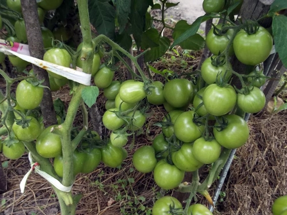 tomate torbey F1 en el jardín