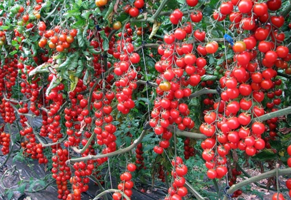 saldžiųjų vyšnių pomidorų krūmai