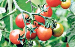 מאפיינים ותיאור של זן העגבניות מלך הקדומים, תשואתו