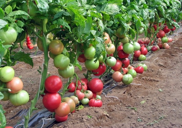 arbustos de tomate arbusto rosa f1