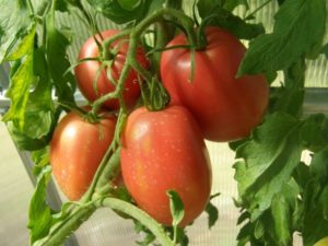 Rion grande-tomaattilajikkeen ominaisuudet ja kuvaus, sen sato