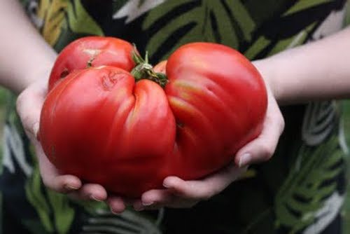tomat skörd
