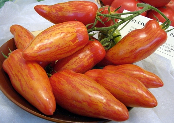 Pfeffer gestreifte Tomate