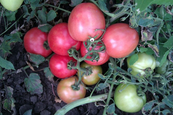 arbustos de tomate aparentemente invisibles