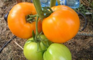 Hunajakylpylöiden tomaattilajikkeen ominaisuudet ja kuvaus, sen sato