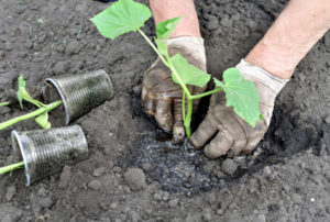 Hogyan lehet az uborkákat vetőmagokkal nyílt földre ültetni?