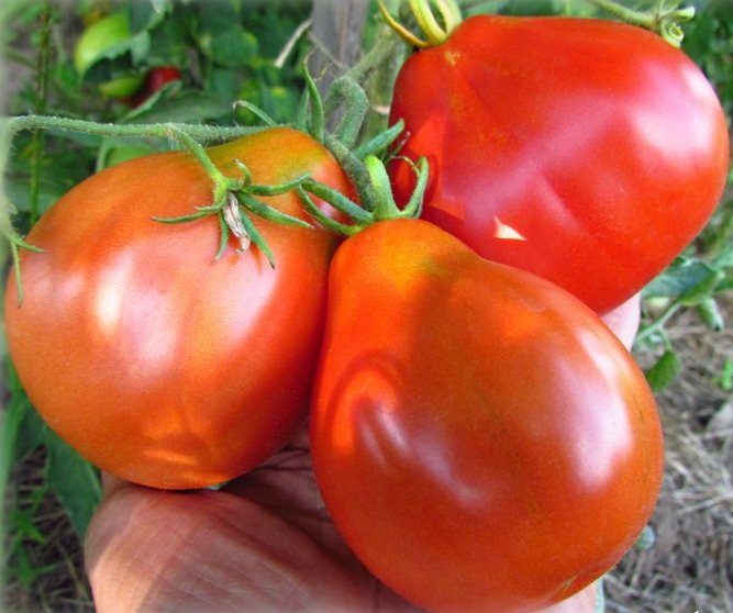 japoniškas pomidoras rankoje