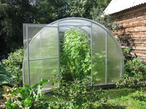 mga pipino sa greenhouse