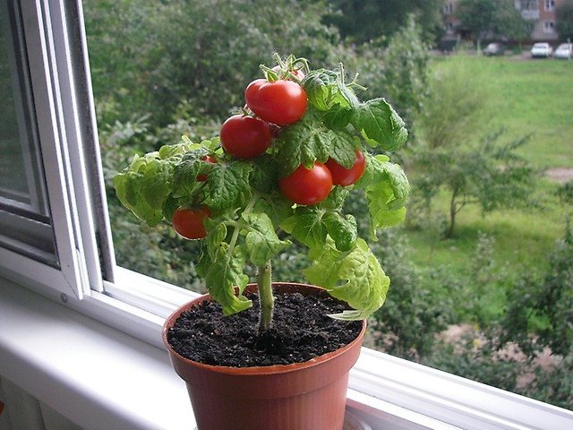 bansai tomato on the balcony