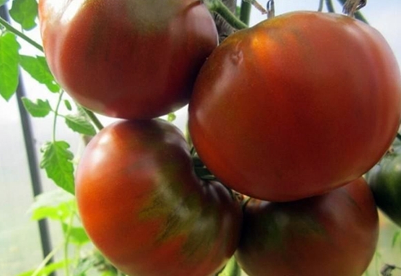 Tomatenbüsche schwarz russisch