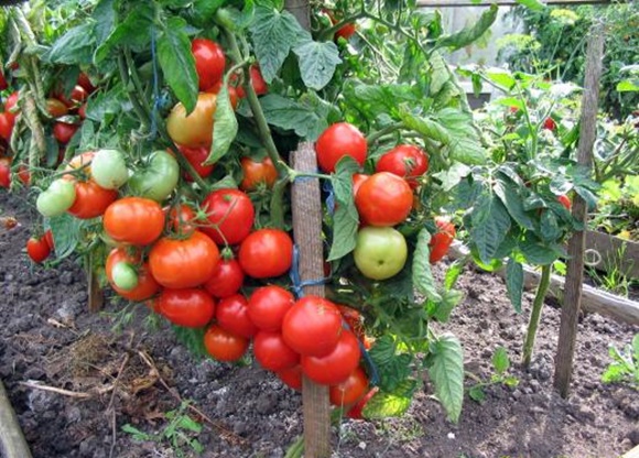 עגבניה אלפא בשדה הפתוח