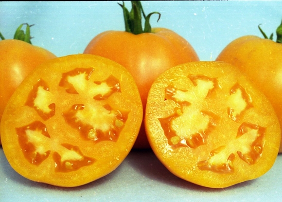 مظهر الطماطم العميد
