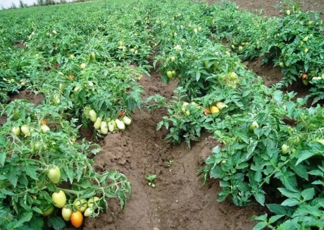 voksende tomater