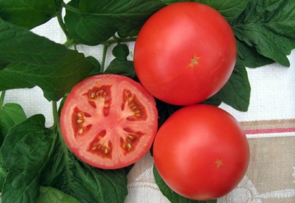 aparición de tomate anyuta