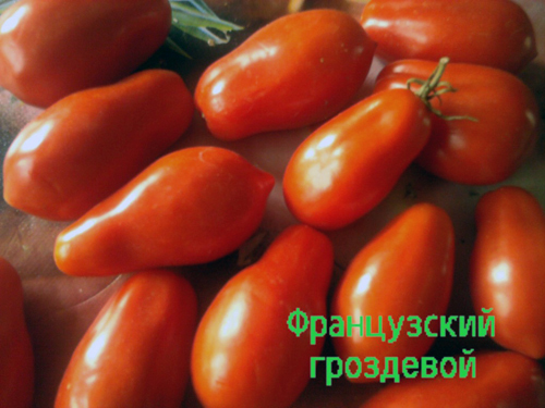 utseende av tomat fransk grupp