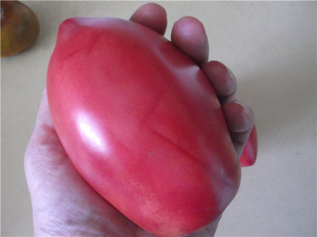 tomaatti kädessä