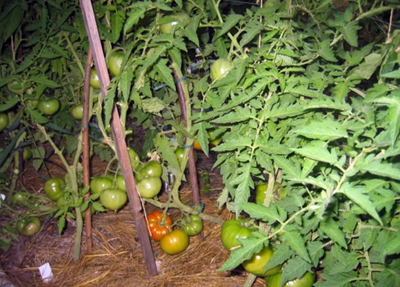 tomatbjörn tafsar i det öppna fältet