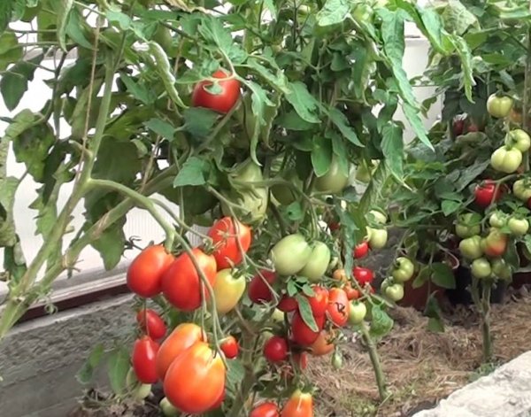 Stolypin-Tomate auf freiem Feld