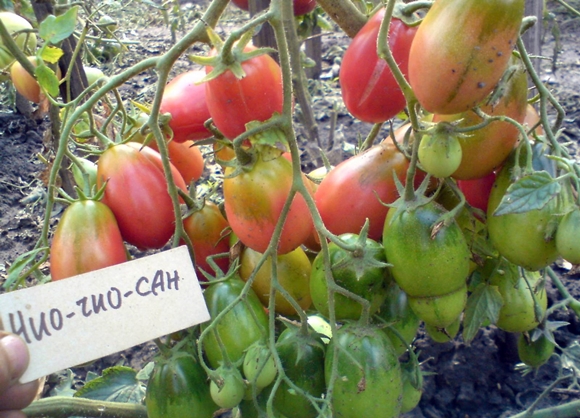 tomato chio chio san in the garden