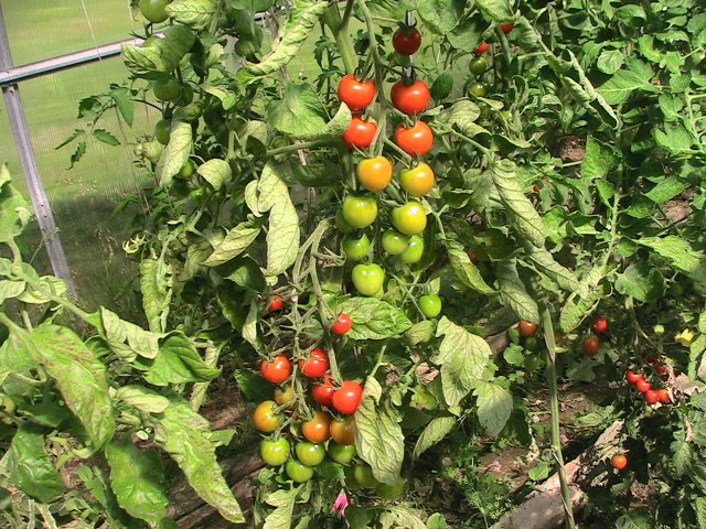 tomaatti mansikka puutarhassa