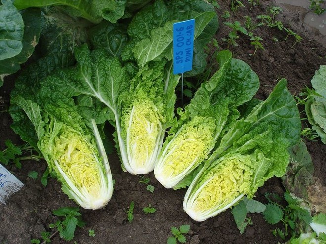 Chinese cabbage lies in the garden