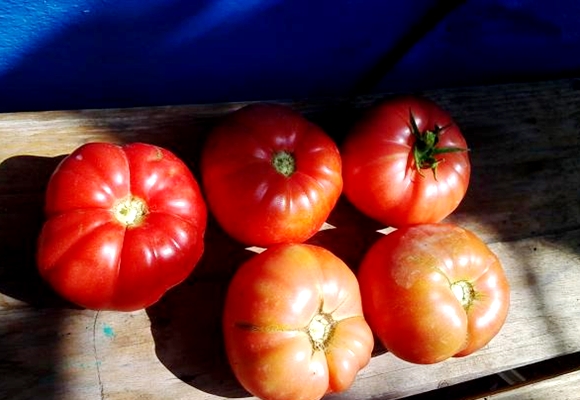 uiterlijk van tomatenbrandewijnroze