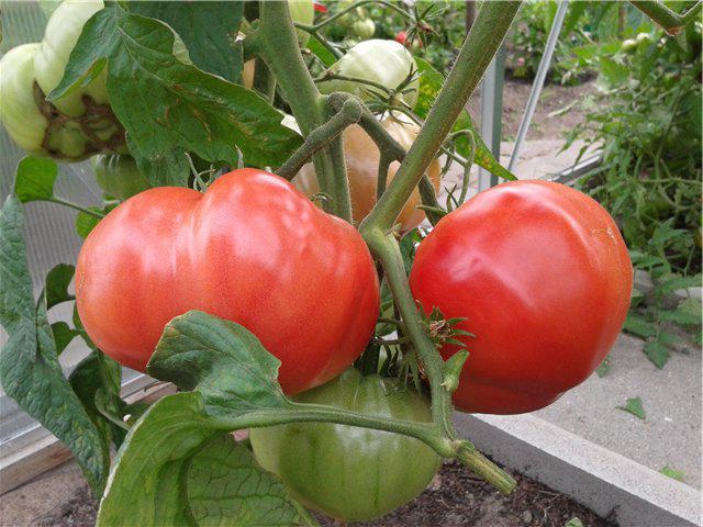 groeiende tomaat