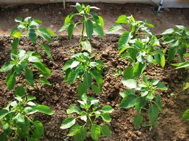 greenhouse pepper seedlings