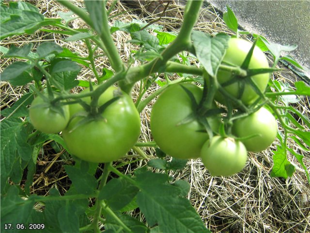 Hali Gali-tomaattia puutarhassa