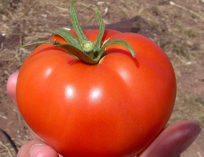 Varhainen kypsyminen Volgogradin tomaatti puutarhassa